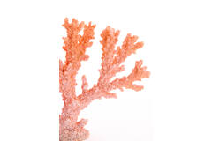 Ornament 34,5x9,5x25 cm CORAL coral