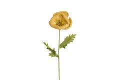 Artificial flower 15x15x57 cm CATO paper green+ocher yellow