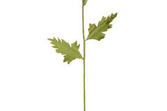 Artificial flower 15x15x57 cm CATO paper green+ocher yellow