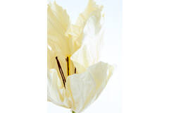 Kunstbloem 32x32x120 cm LOEK papier groen+crème