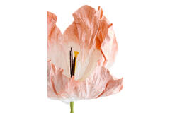Kunstbloem 32x32x120 cm LOEK papier groen+perzik