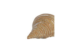 Ornament 23x9,5x7,5 cm SHELL ceramics brown