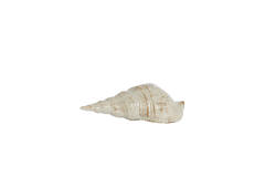 Ornament 27,5x12,5x9 cm SHELL ceramics cream-sand