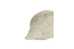 Ornament 27,5x12,5x9 cm SHELL ceramics cream-sand