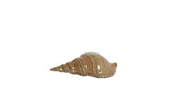 Ornament 27,5x12,5x9 cm SHELL keramiek bruin