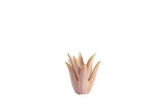 Tealight Ø13x15 cm CACTUS ceramics coral