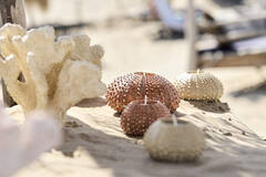 Tealight holder Ø12x7 cm SEA URCHIN red
