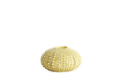 Tealight holder Ø15x8 cm SEA URCHIN green