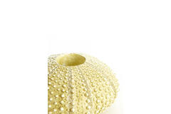 Tealight holder Ø15x8 cm SEA URCHIN green